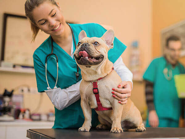 photo of vet with dog